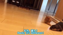 子猫と一緒に暮らしていたら 妙に猫っぽくなったカワウソｗ - An otter that became strangely cat-like after living with a kitten. -