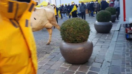 Vacche e vitelli in piazza a Brescia per la protesta Coldiretti