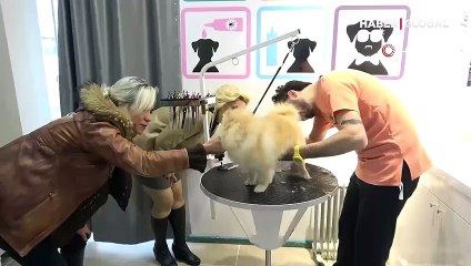 Mersin'de ilk kez yapılan 'evcil hayvan kuaförlüğü' sınavına yalnızca bir kişi girdi