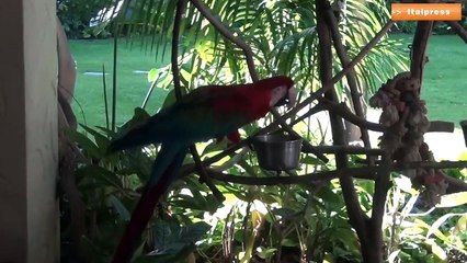 Hawaii tra natura e divertimento di Franco Zuccalà