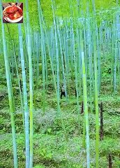 Cuộc Sống Của Kiều Kiều và Chị Nơi yên Bình Nhất ở Trung Quốc ( phần 4 )