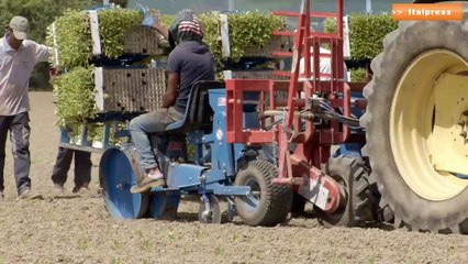 Tabacco, intesa Coldiretti-Philip Morris per la sostenibilità