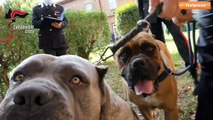 Maltrattamento cani e traffico di cuccioli, 40 denunce