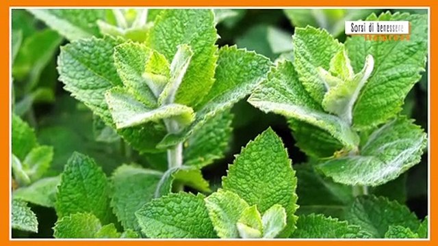 Sorsi di Benessere – La magia della cannella