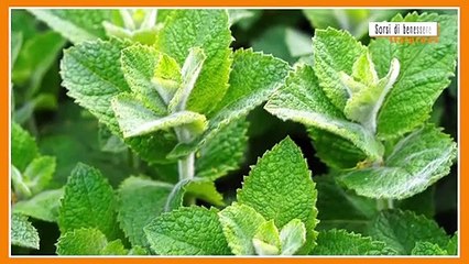 Sorsi di Benessere – La magia della cannella