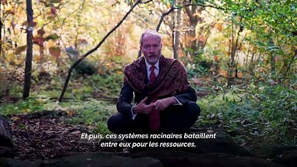 Compétition pour la lumière, méthodes de communication... Tout savoir sur les arbres