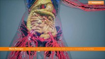 Tumore del colon: microbiota responsabile delle metastasi al fegato