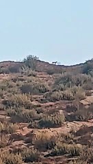 देखें वीडियो: दौसा की पहाड़ी पर फिर आया बघेरा