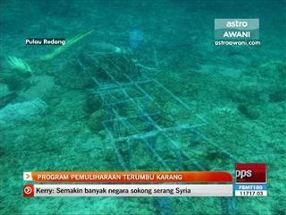 Program pemuliharaan terumbu karang