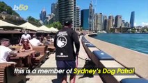 Sydney Australia Employs Dogs to Keep Food-Stealing Seagulls at Bay