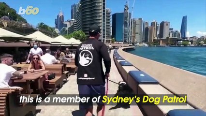 Sydney Australia Employs Dogs to Keep Food-Stealing Seagulls at Bay