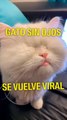 Gato sin ojos se vuelve viral