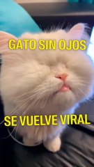 Gato sin ojos se vuelve viral