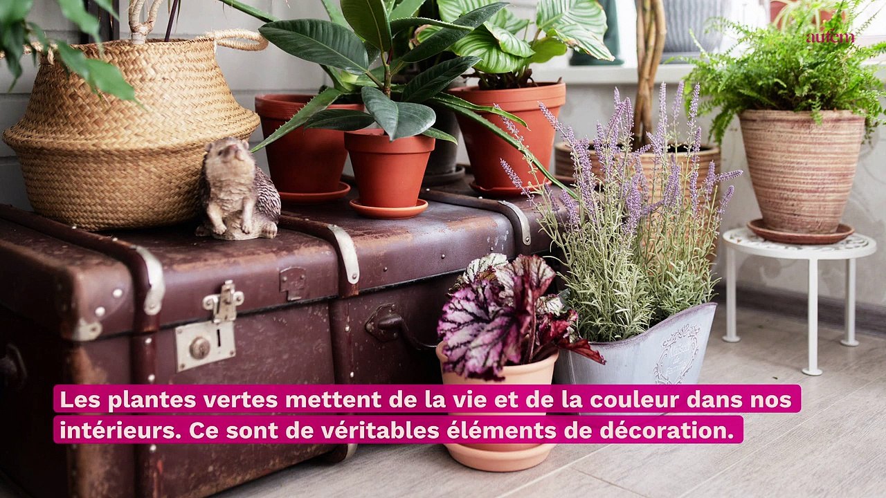 L’astuce magique pour sauver une plante en train de mourir