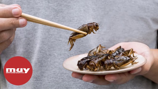 ¿Una ración de grillos? Bruselas aprueba la venta de estos insectos como alimento