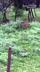 Ataque de onça no Altiplano Leste