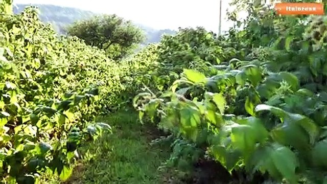 Agroalimentare, nel 2020 valore commercio Ue sale a 306 mld