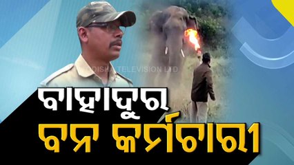 Brave Forest Guard Confronts Tusker With Fire Torch, Saves Lives In Sambalpur