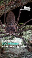 Estas arañas son aterradoras pero no venenosas