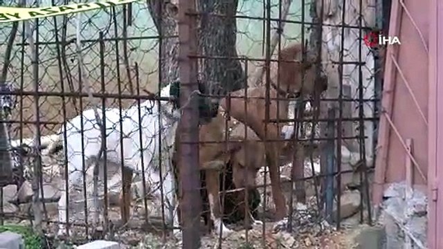 Komşuların köpek kavgasında kan aktı; 1 ağır yaralı