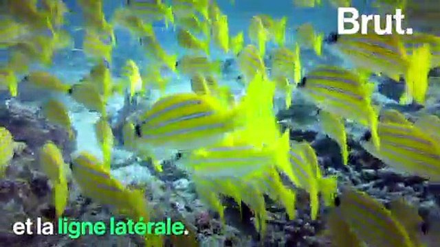 Comment s'organise un banc de poissons ?