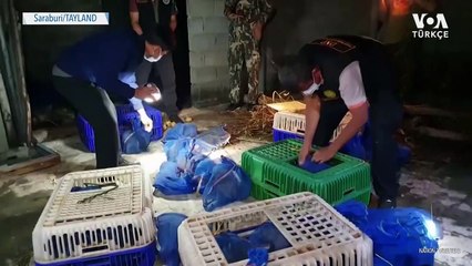 Bez Çantalar İçinde 100’e Yakın Maymun Bulundu