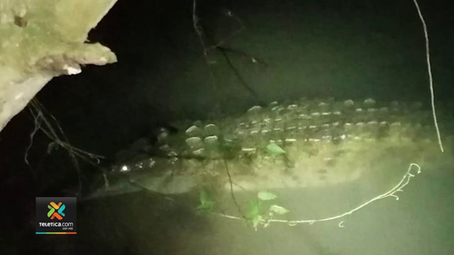 ext-cocodrilo-en-golfito-170222