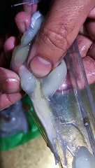 Fisherman Shows Anisakis Worms Inside Recently Caught Squid.