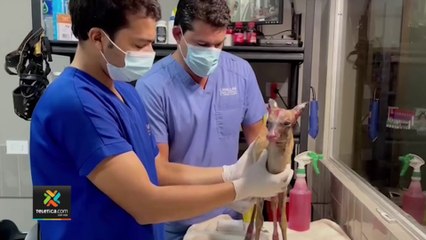 td7-rescate-de-venado-170222