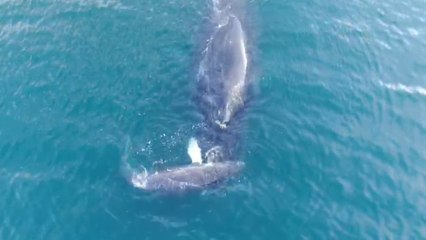 ext-ballenas-cerca-costa-170222