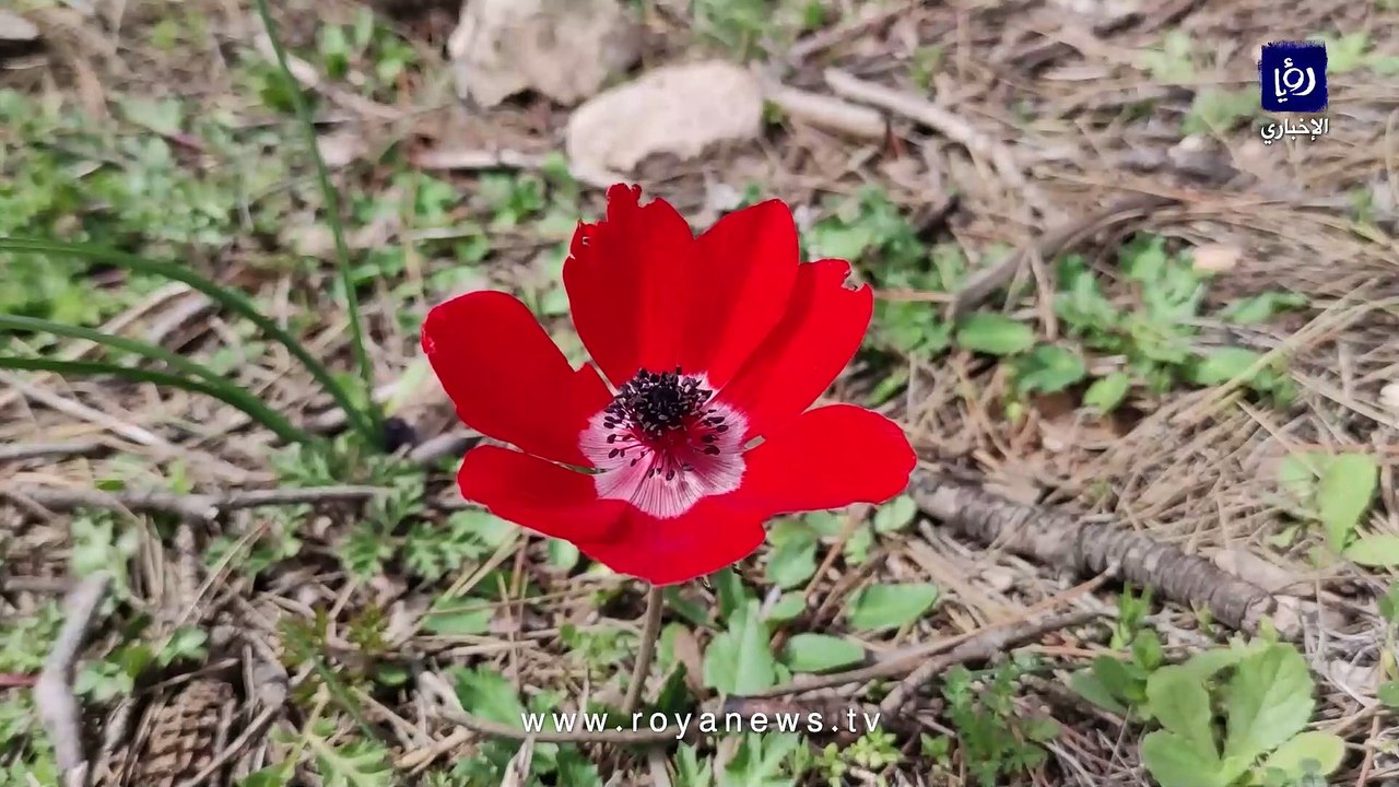 بعد وعود بإزالتها.. "رؤيا" ترصد أشجارا متكسرة في متنزه غمدان و"عمان"