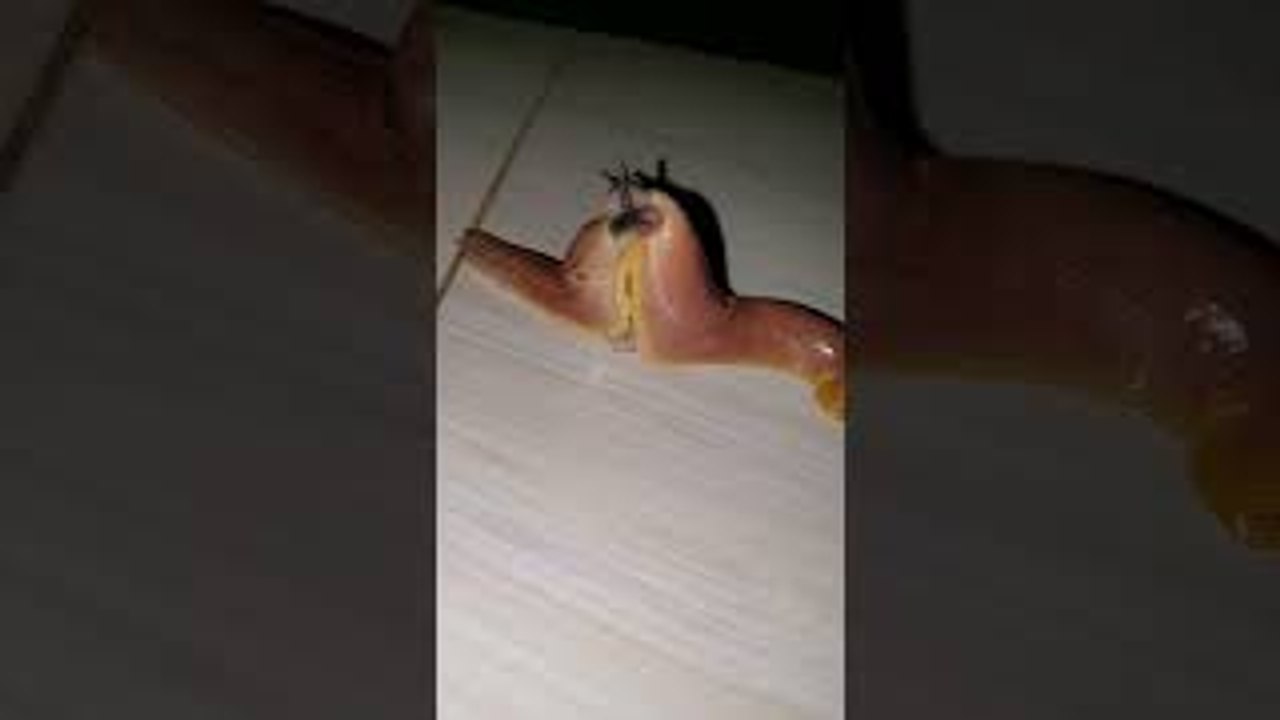 Slug Lovers Spotted