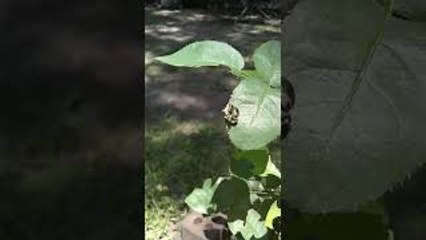Leafcutter Bee Caught on Camera