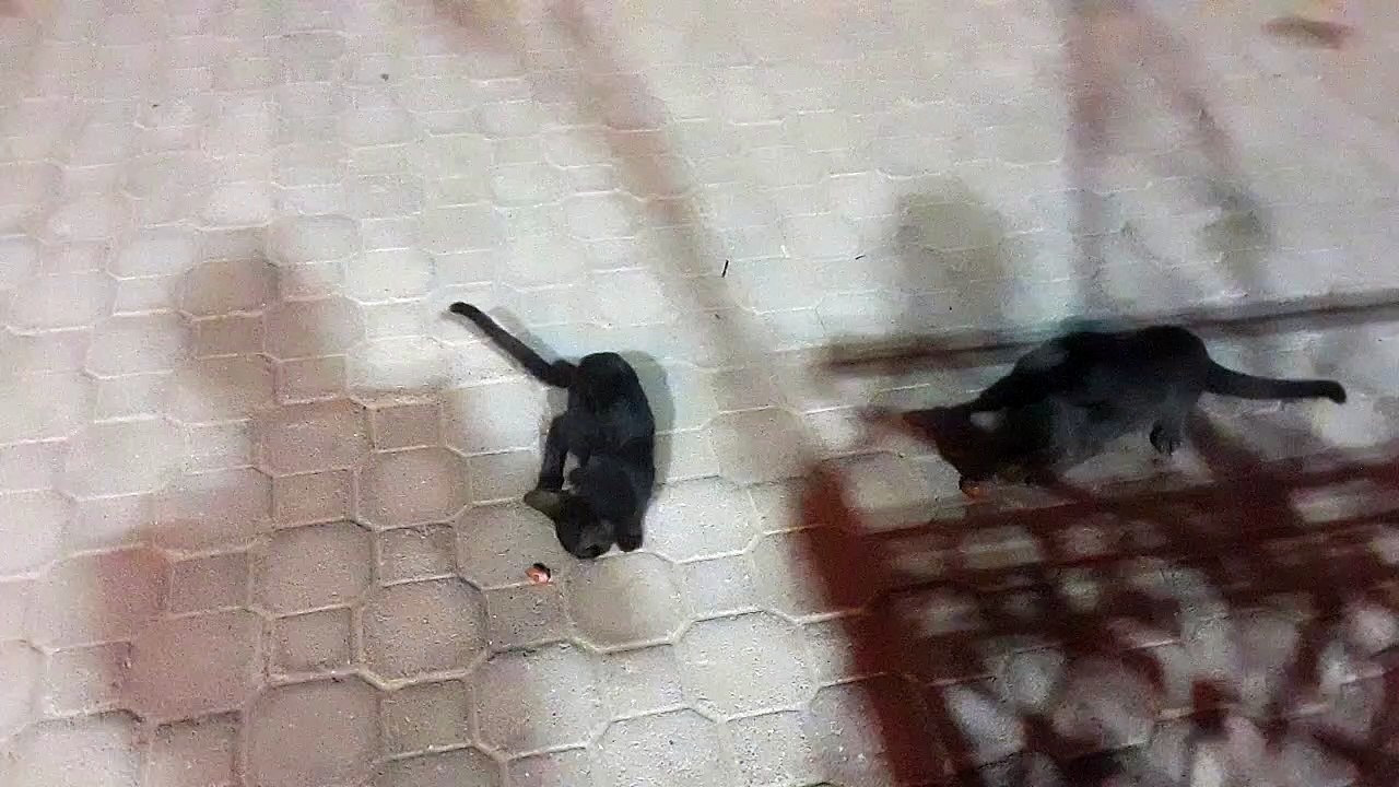 Cute baby Cats Are Eateing 