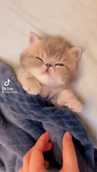 Cuet Baby Cat funny video || Cat lover || Kitten || pet Animal ||
