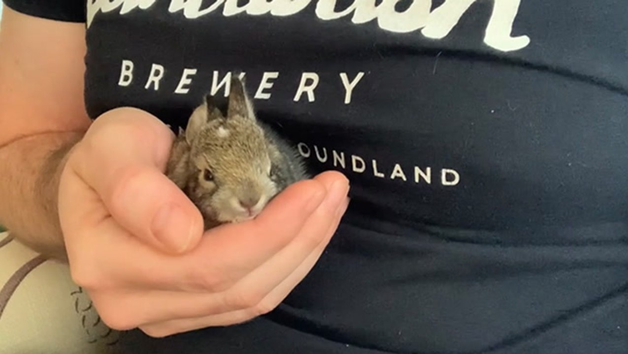 Don’t Worry Little Rabbit! Oli Pettigrew Is Here To Rescue You!