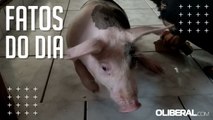Porco que viralizou por 