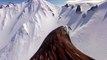 Stunning eagle's eye view footage. Flying eagle point of view