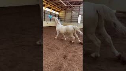 Stallion's Gift from Fan Doesn't Last Very Long