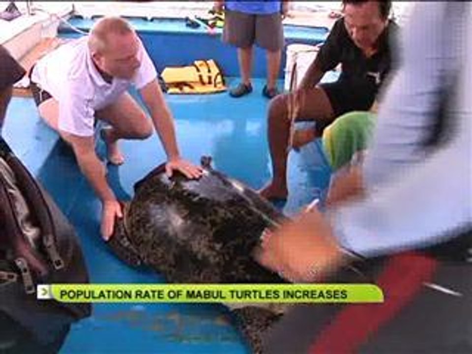 Population rate of Mabul turtles increases
