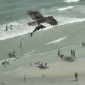 Huge bird of prey catches shark-like fish on beach!
