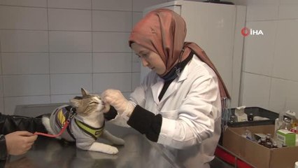 Dünya Kediler Günü'nde kediler ücretsiz muayene edildi