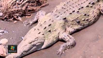 tn7-Por qué atacan los cocodrilos-170222