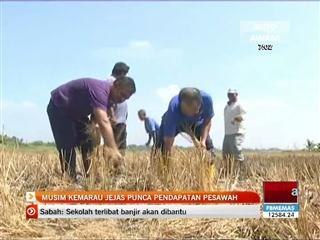 Musim kemarau jejas punca pendapatan pesawah