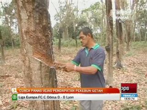 Cuaca panas jejas pendapatan pekebun getah
