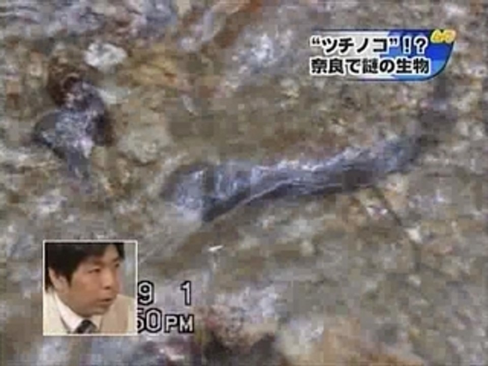 つちのこ