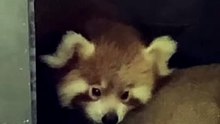 New baby Red Panda at Mogo Wildlife Park | February 2022 | Bay Post
