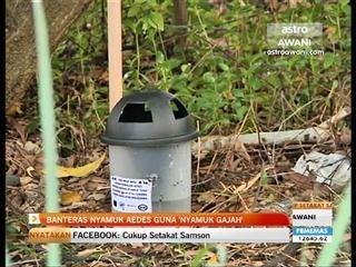 Banteras nyamuk aedes guna nyamuk gajah