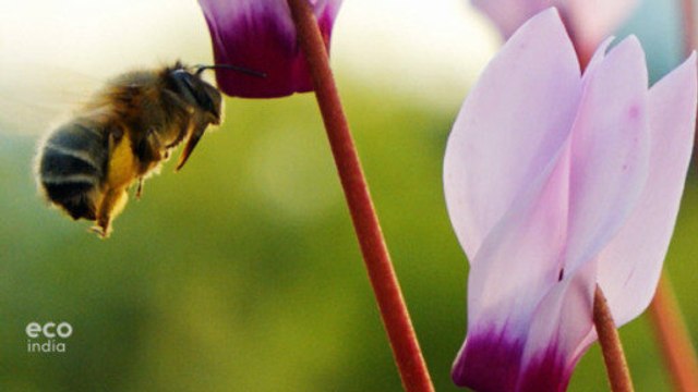Saving the right bees
