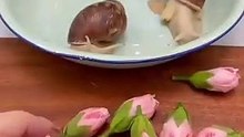 超療癒蝸牛餵食秀